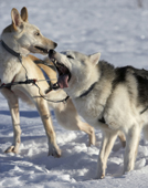 Husky working sled dogs playing. Lainio, Lapland, Finland.