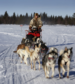 Tourist enjoying a dog sled tour. Lainio, Lapland Finland. MR