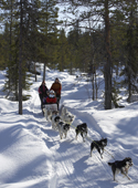 Tourists on a dog sled. Kiruna, Lapland, Sweden.