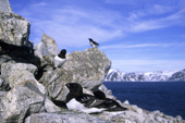 Dovekie (Alle alle) nesting colony on a scree slope, Fugelsangen, Svalbard Archipealgo, Arctic Norway