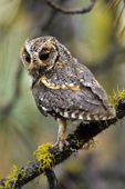 Adult female flammulated owl (Otus flammeolus), Okanagan Valley, southern British Columbia, Canada