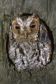 Adult female flammulated owl (Otus flammeolus) peering from its nest cavity, Okanagan Valley, southern British Columbia, Canada