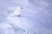 Ivory gull (Pagophila eburnea), Svalbard Archipelago, Arctic Norway
