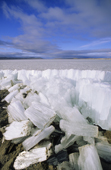 Candle ice piled along the shoreline by the wind, Lake Hazen, Ellesmere Island, Nunavut, Arctic Canada