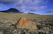 Lichen (Caloplaca spp.) encrusted rock, northern Ellesmere, Nunavut, Arctic Canada