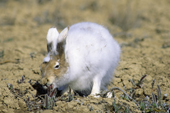 Arctic hare (Lepus arcticus) molting into brown summer pelage and eating willow catkins, Banks Island, NWT, Arctic Canada