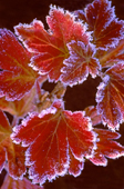 Frost-rimmed autumn leaves of northern gooseberry (Ribes oxyacanthoides), Alberta, Canada.
