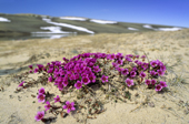 Purple saxifrage (Saxifraga oppistifolia) - the most northern flower on Earth, Banks Island, Northwest Territories, Arctic Canada
