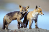 Red fox (Vulpes vulpes) pups, red and cross color variations, northern Yukon, Arctic Canada