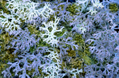Reindeer lichen (Cladonia spp.), boreal Alberta, Canada.