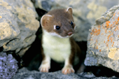 Young short-tailed weasel (Mustela erminea) peering from a rock cavity, Victoria Island, Nunavut, Arctic Canada