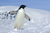 Adelie penguin (Pygoscelis adeliae) returning to its nesting colony from a foraging trip, Antarctic Peninsula