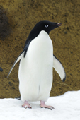 Adelie penguin (Pygoscelis adeliae), Antarctic Peninsula