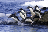 Adelie penguins (Pygoscelis adeliae) leaving on a foraging trip from their nesting colony, Antarctic Peninsula