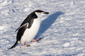 Chinstrap penguin (Pygoscelis antarctica). Antarctic Peninsula