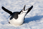 Chinstrap penguin (Pygoscelis antarctica), yawning & stretching, Antarctic Peninsula