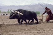 Ploughing with a pair of Dzos. A form of hybrid from a Yak. Leh. Ladakh. India.