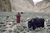 Herder's daughter watches the herd of Yaks. Nimaling Plateau. Ladakh. India.