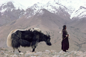 Yak herder leads a Yak among the Himalayan peaks.Nimaling Plateau. Ladakh. India.